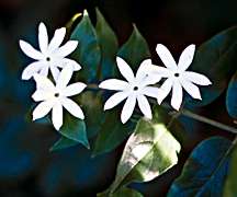 PHOTO: star jasmine