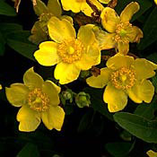 PHOTO: st. johnswort
