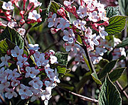PHOTO: Judd viburnum (spring)