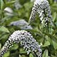 PHOTO: seasonal flower