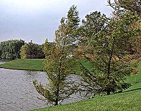 PHOTO: larch