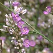 PHOTO: lavender
