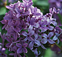 PHOTO: lilac