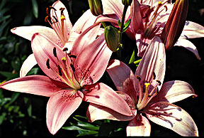 PHOTO: lilium