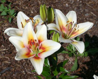 PHOTO: Lilium 'Tinos'