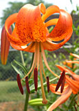PHOTO: Lilium 'Karen North'