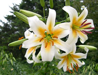 PHOTO: Lilium 'White Henryi'