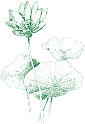 ILLUSTRATION: lotus