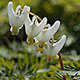PHOTO: seasonal flower
