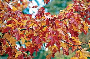 PHOTO: marmo maple
