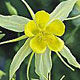PHOTO: seasonal flower