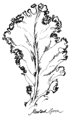 ILLUSTRATION: mustard leaf