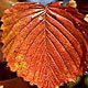 PHOTO: seasonal flower