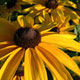 PHOTO: seasonal flower