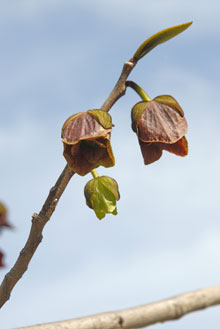 PHOTO: pawpaw in flower