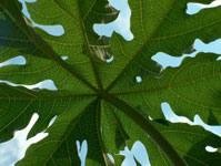 PHOTO: pawpaw leaf