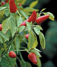 PHOTO: peppers