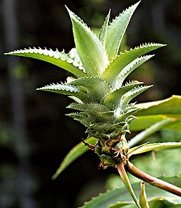 PHOTO: pineapple plant
