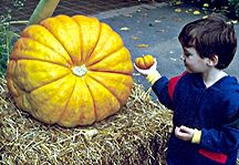 PHOTO: pumpkin