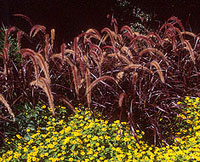 PHOTO: purple fountain grass