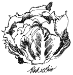 ILLUSTRATION: raddichio