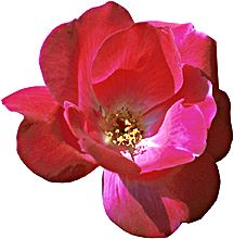 PHOTO: rose
