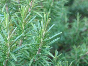 PHOTO: rosemary