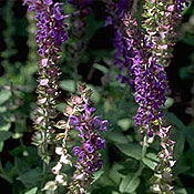 PHOTO: sage