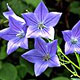 PHOTO: seasonal flower