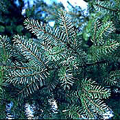 PHOTO: serbian spruce