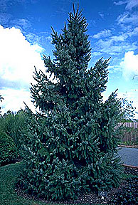 PHOTO: serbian spruce