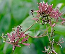 PHOTO: seven-son-flower