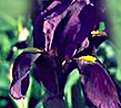PHOTO: siberian iris