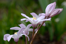 PHOTO: Pink Giant glory-of-the-snow