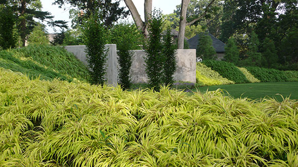 PHOTO: A large planting of Hakonechloa in a home landscape garden.