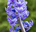 PHOTO: Hyacinthus orientalis 'Delft Blue'.