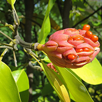 PHOTO: Magnolia virginiana var. australis 'Jim Wilson' in fruit.
