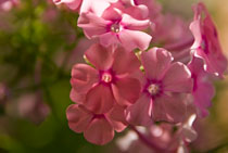 PHOTO: Phlox paniculata 'Eva Cullum'