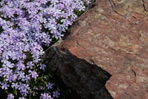 PHOTO: Phlox subulata 'Emerald Blue'