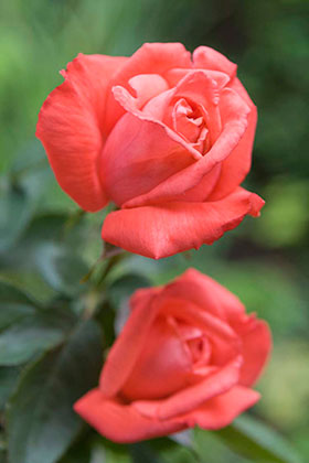Mature Roses 35