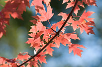 PHOTO: Autumn Blaze maple