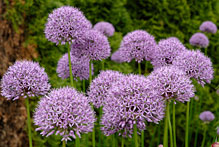 PHOTO: Globemaster allium