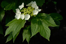 PHOTO: Viburnum trilobum 'J. N. Select'