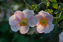 PHOTO: Grapeleaf anemone 'Robustissima'