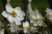 PHOTO: Fall anemone 'Honorine Jobert'