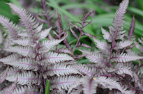 PHOTO: Athyrium nipponicum 'Pictum'