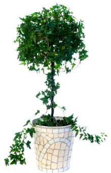 PHOTO: Ball topiary