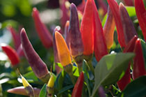 PHOTO: Sangria hot pepper