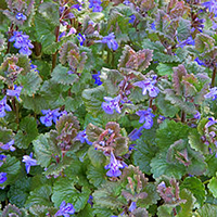 Creeping Charlie (Glechoma hederacea)