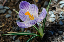 PHOTO: Crocus vernus 'Striped Beauty'